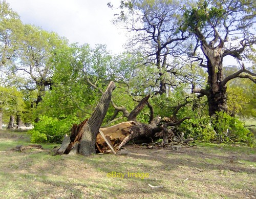 Photo 12x8 newly fallen - 12x8, oak