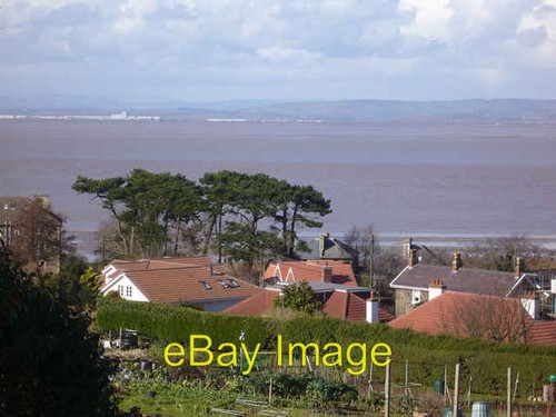 Photo 6x4 scots pine - pine, somerset