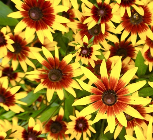 Rudbeckia rustic dwarf hirta - hirta,