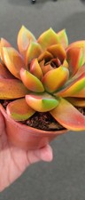 Echeveria Miranda Chameleon