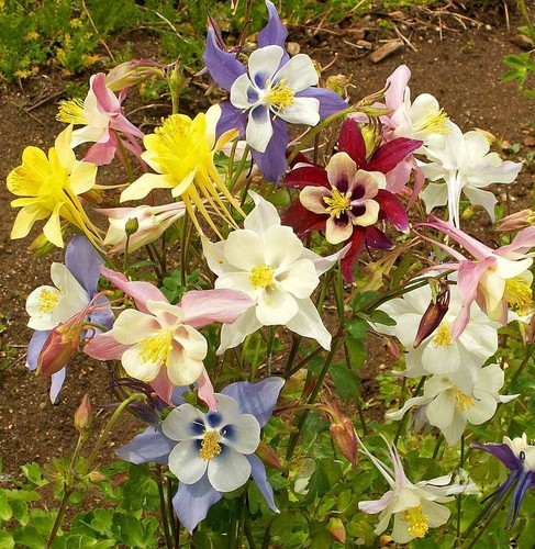 Aquilegia mckana giant - aquilegia,