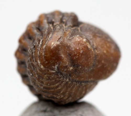 Phacops trilobite fossil - phacops,