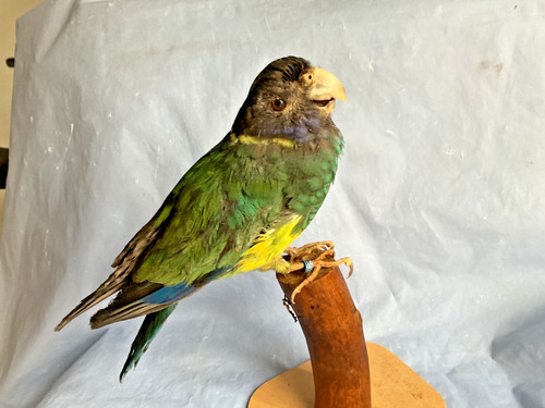 Taxidermy parrot bird - taxidermy,