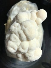 Heat Tolerant Lion's / Lions mane mushroom (H.erinaceus) liquid culture mycelium
