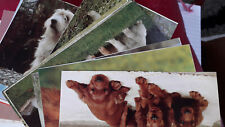 Animal and wildlife postcards
