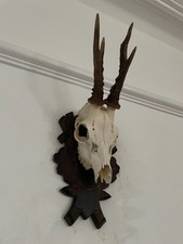 Antlers on top half of skull