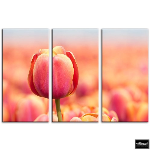 Tulips flowers floral - tulips, box