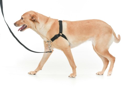 Chaos non pull dog harness - chaos,