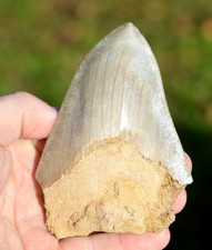 LOVELY  GENUINE  MEGALODON SHARK TOOTH, BEST VALUE MEGS ,U.K #DB249
