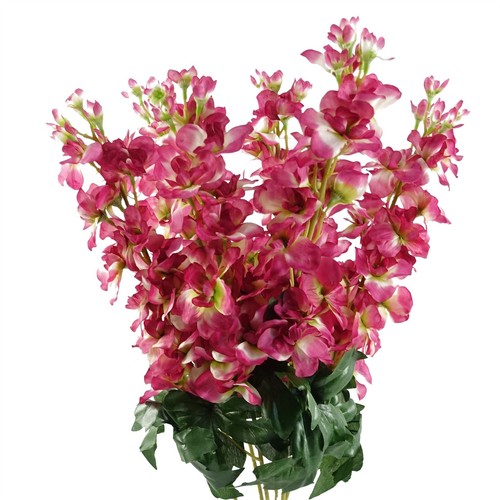 Pack 75cm delphinium - 6, x