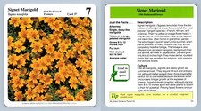 Signet Marigold #37 Old-Fashioned - My Green Gardens 1987 Cardmark Card