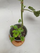 Scented Pelargonium Plant