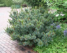 Japanese Stone Pine, Pinus