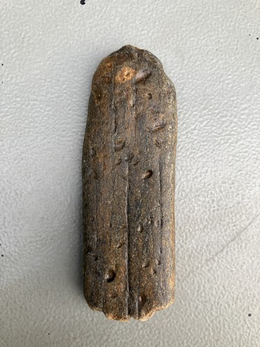 Fossilised whale bone with - fossilised,