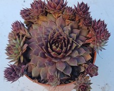 Sempervivum Purple Galahad