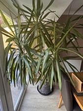 Yukka Plant (Large Indoor)
