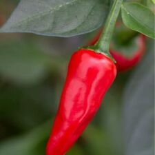 Chilli Pepper Plants - 'Apache' - 3 x Full Plants in 9cm Pots…