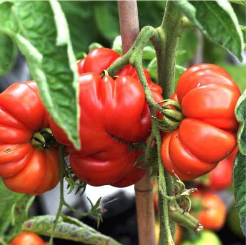 Tomato costoluto - 🍅, tomato-