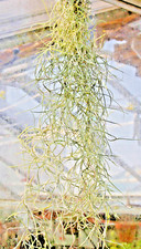 Tillandsia usneoides. Spanish moss/old mans beard. Trailing airplant 30cm