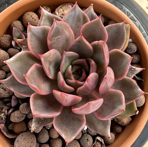 Echeveria agavoides succulent - agavoides,