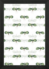 Massonia Pustulata Pattern