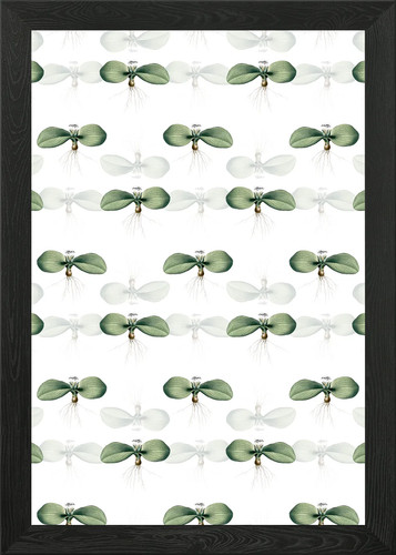 Massonia pustulata pattern - massonia,