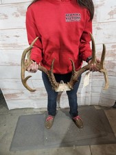 Wild 11 Point Whitetail Deer
