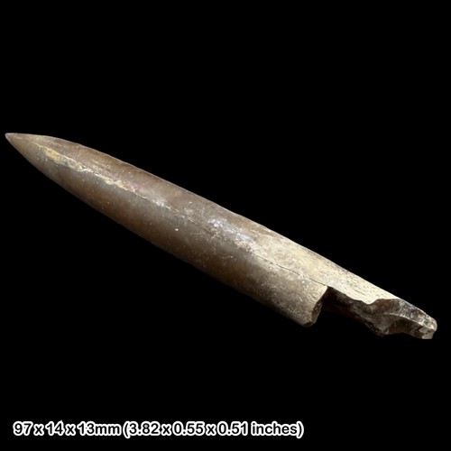 Belemnite fossil jurassic - belemnite,