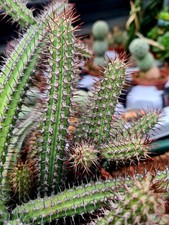 Euphorbia Baioensis STEM CUTTING - Grow your own succulent plant