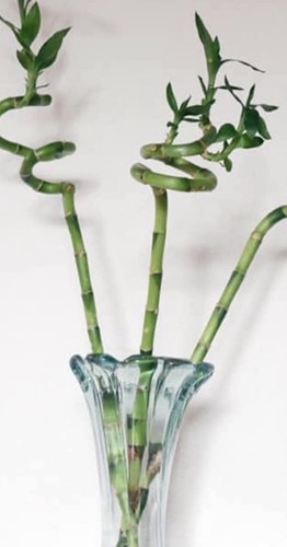 Lucky bamboo 45 - bamboo, to