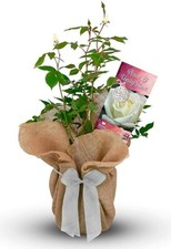 Peace and Unity Rose - Gift Wrapped with Huge Bow - Give a Living Gift