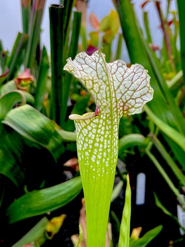 Sarracenia wilkerson white - sarracenia,