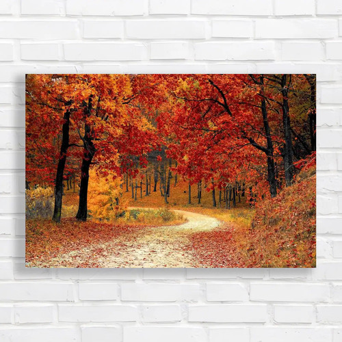 Autumn forest road embrace - autumn, the