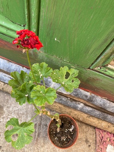 Pelargonium scarlet rambler - pelargonium,