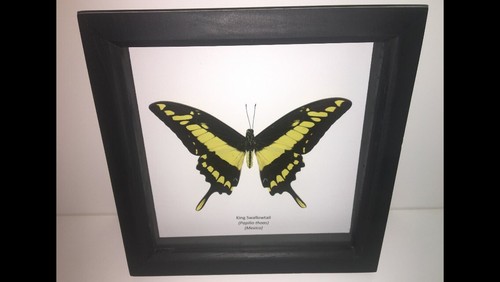 King swallowtail papilio - swallowtail, (papilio