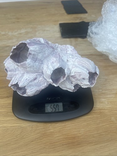 Ocean purple pink - purple,