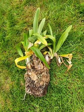 Agapanthus QUEEN MUM in a 3