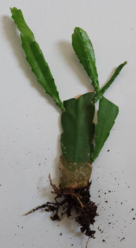 Epiphyllum cactus rooted - **epiphyllum,