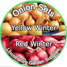 Onion Sets Autumn Planting RED WINTER - YELLOW WINTER (set size 14/21mm)