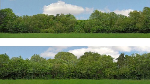 Just trees gauge backscene - just,