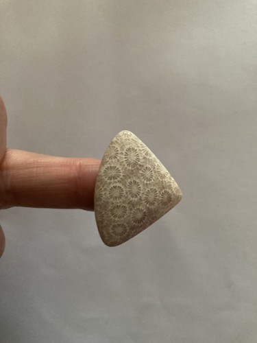 Fossil coral cabachon - fossil,