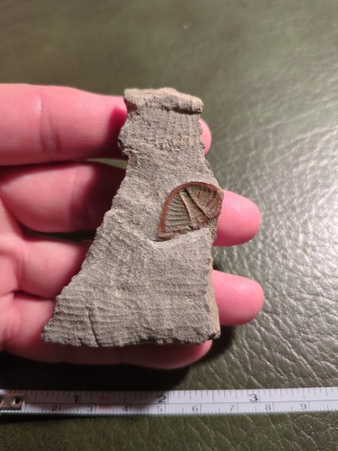 Fossil trilobite ordovician - trilobite,,