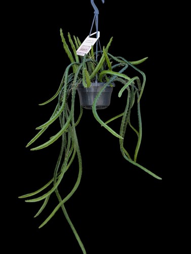 Rarely offered selenicerus - rarely,