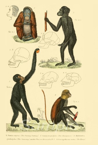 1834 orangutan monkey vintage - 1834,