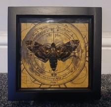 Death's Head Hawk Moth In Box