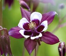 Deep Purple Aquilegia Vulgaris Columbine William Guinness - 150x Seeds - Flower