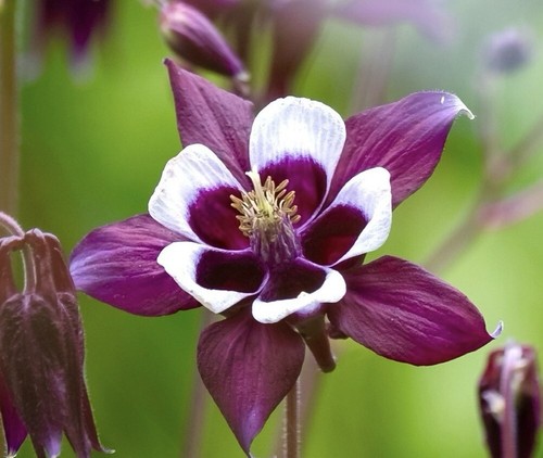 Deep purple aquilegia vulgaris - deep,