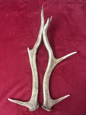 PAIR OF RED DEER ANTLERS 308g