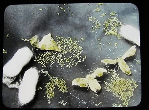 Glass magic lantern slide - magic, the