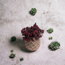 Indoor Plant Pots, Perfect for